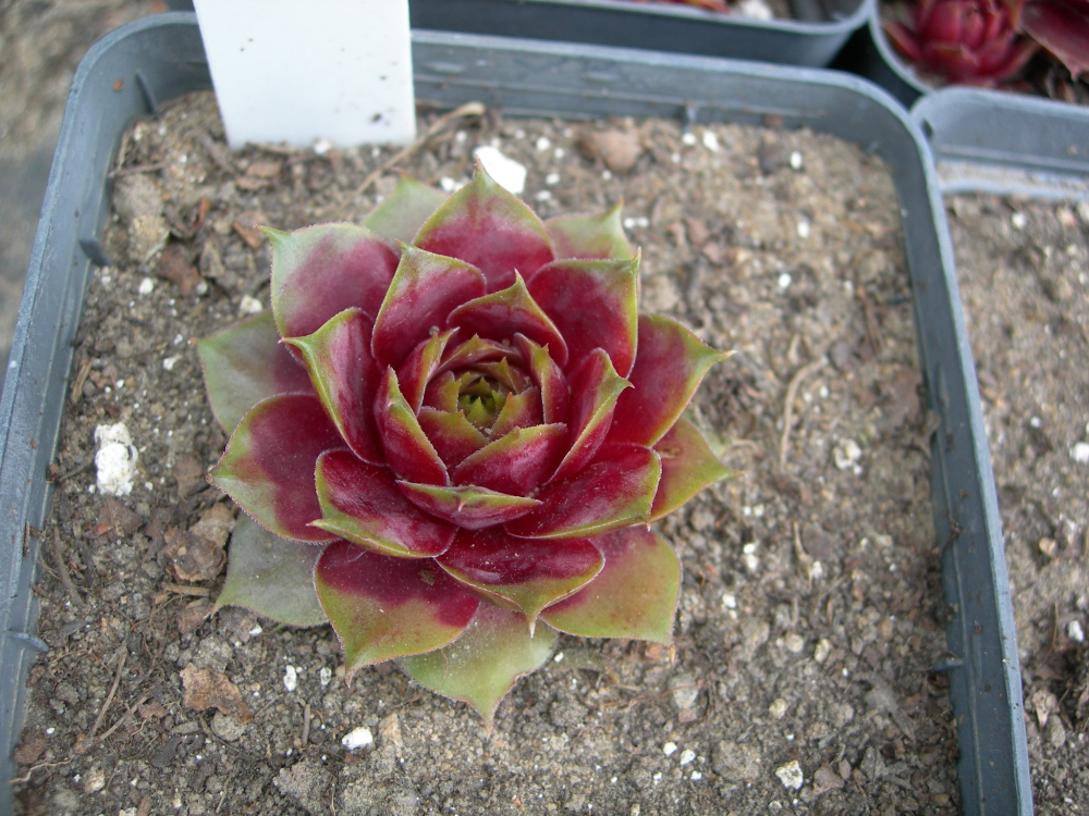 Glass Rose