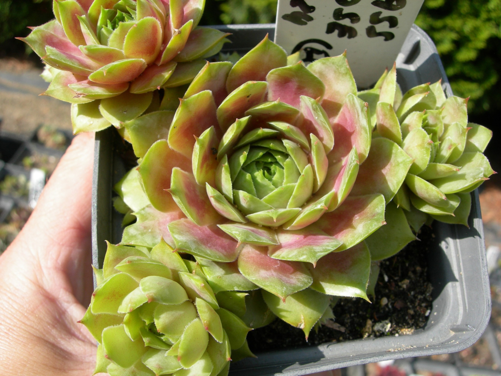 Glass Rose