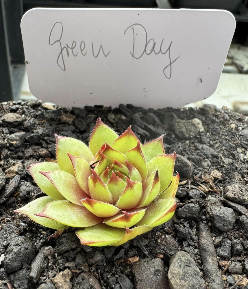 Green Day (NNG)