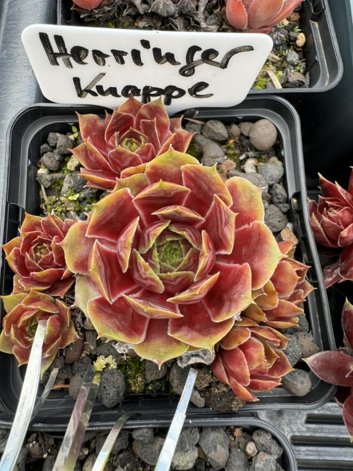 Herringer Knappe
