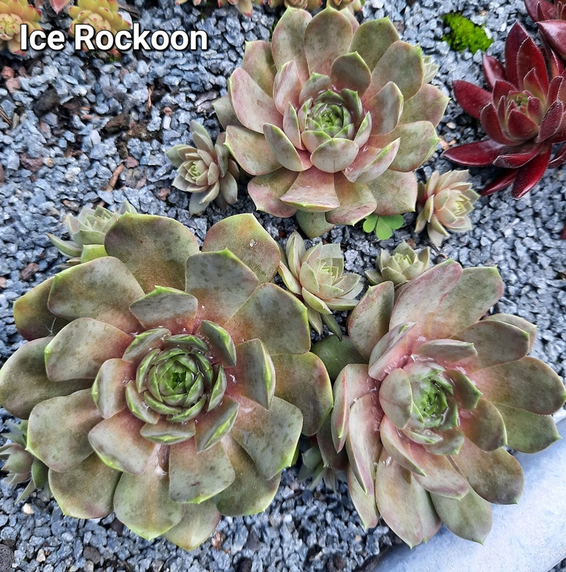 Ice Rockoon (NNG)