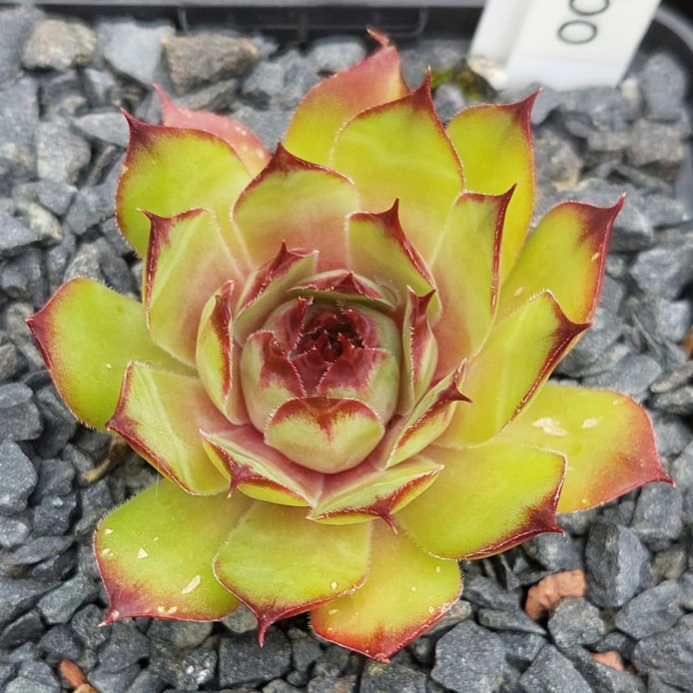 Kibo
