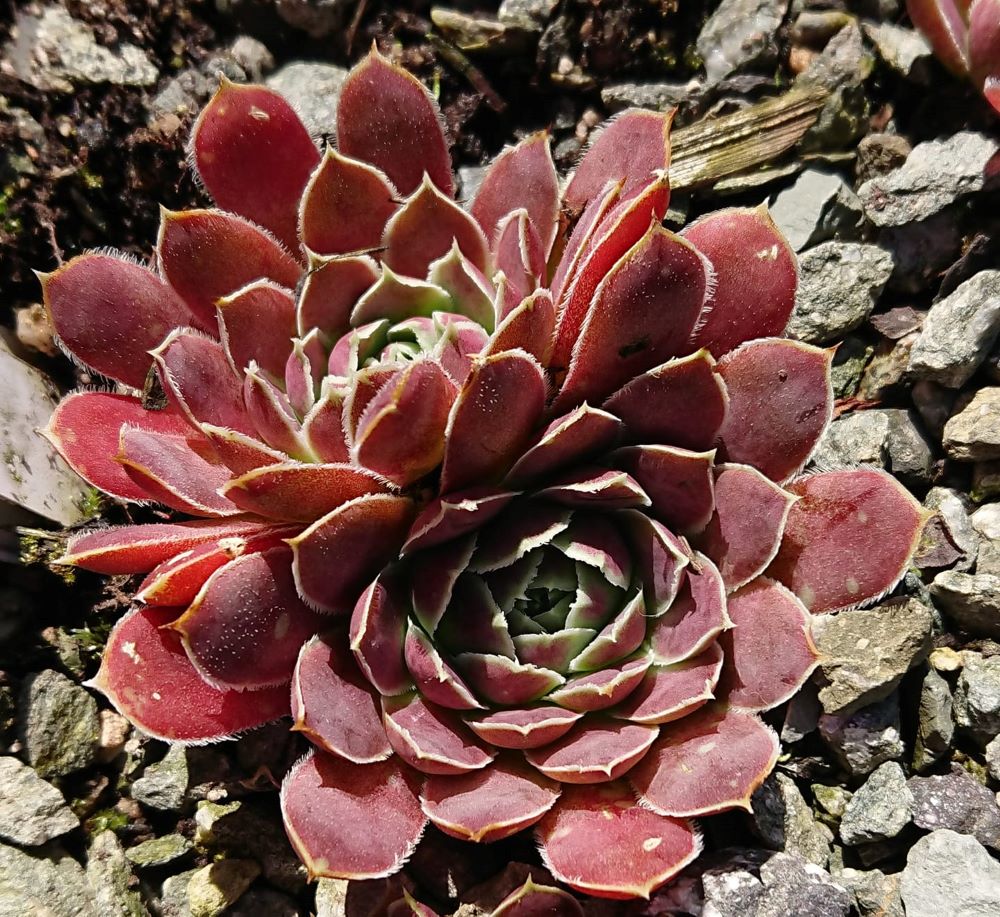 Lacerta
