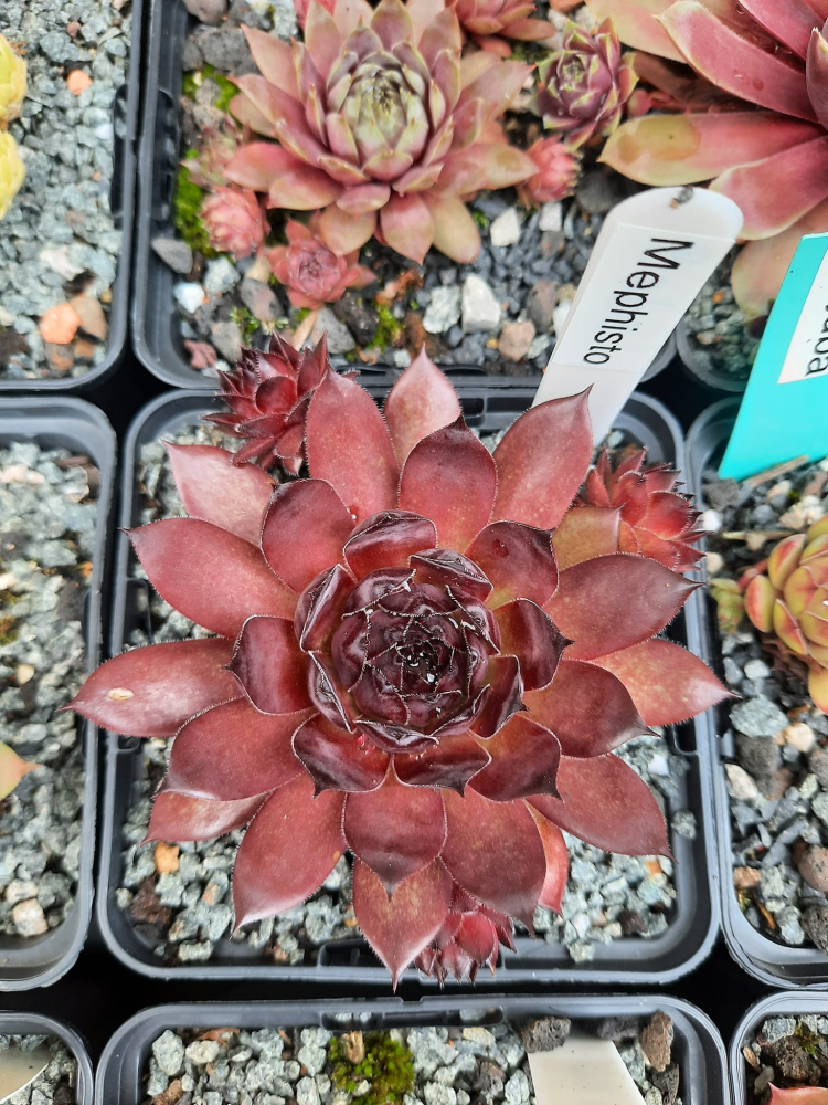 Mephisto