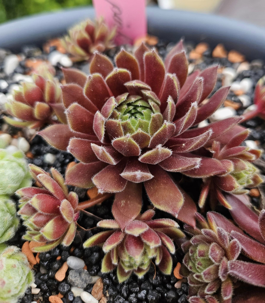 My pink Splash (NNG)