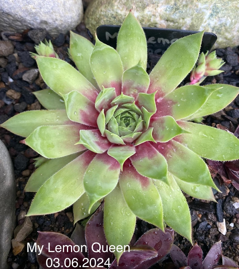 My Lemon Queen (NNG)