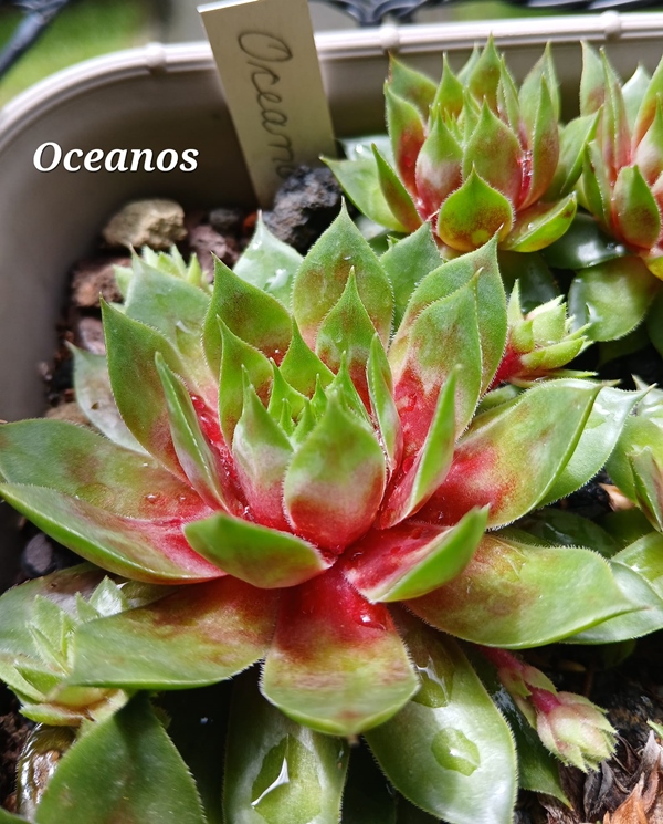 Oceanos