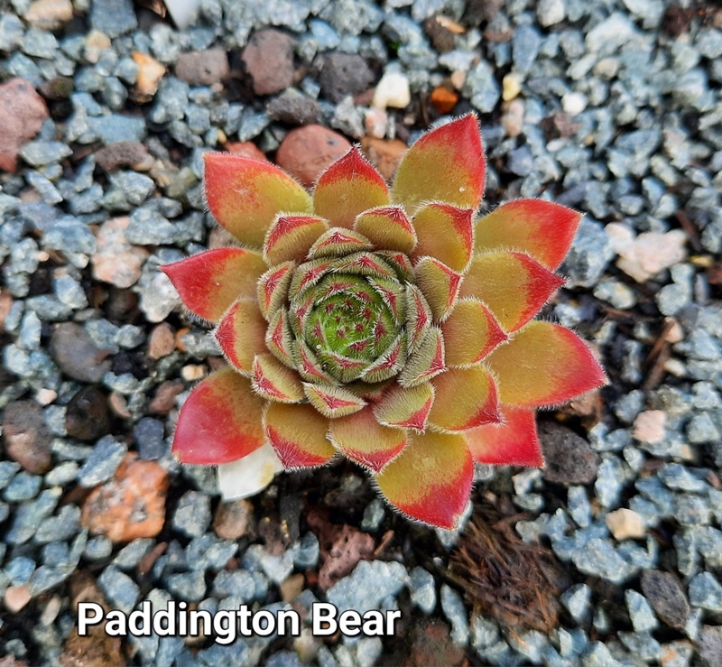 Paddington Bear (NNG)