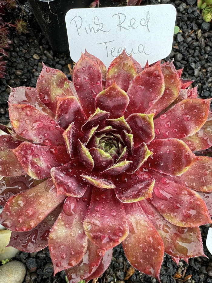 Pink Red Teena