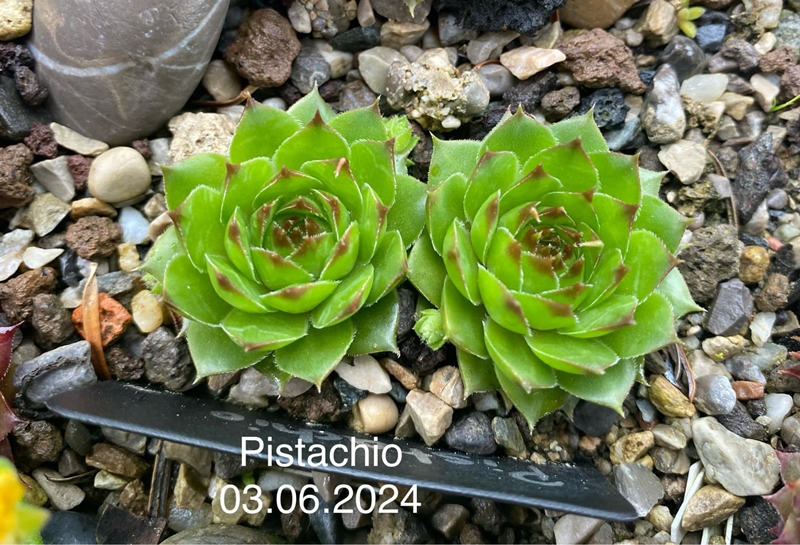 Pistachio