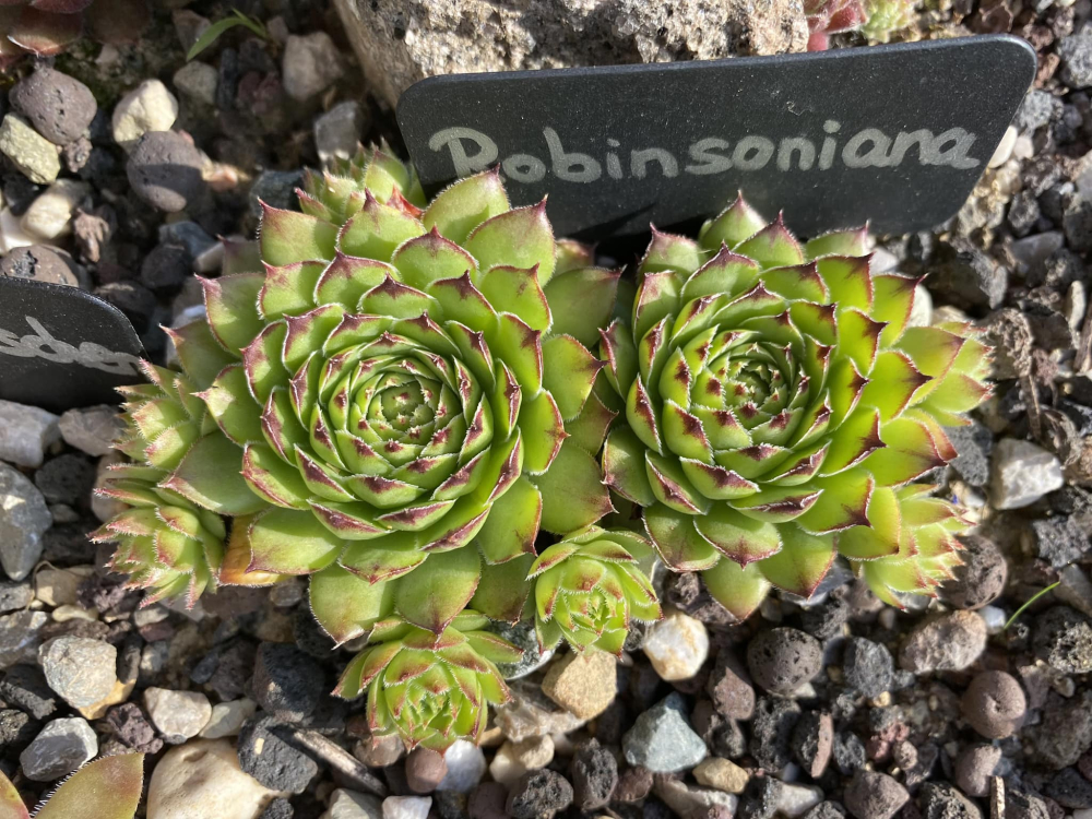 Robinsoniana