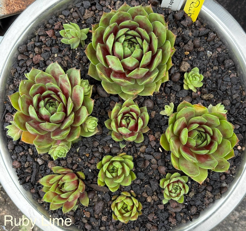 Ruby Lime©