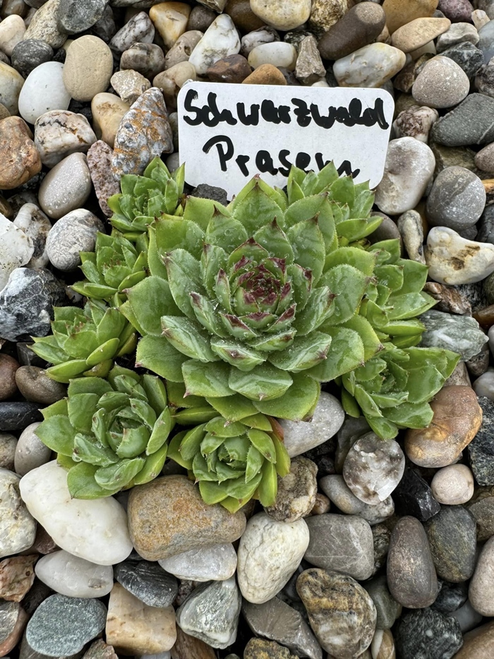 Schwarzwald Prasem (NNG)