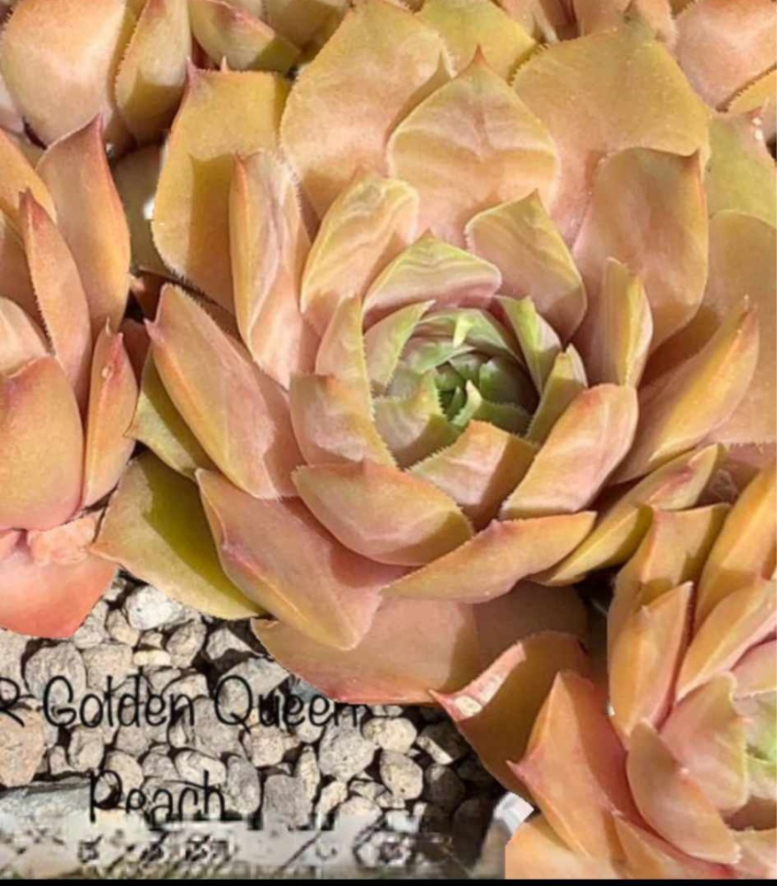 SR Golden Queen Peach (NNG)
