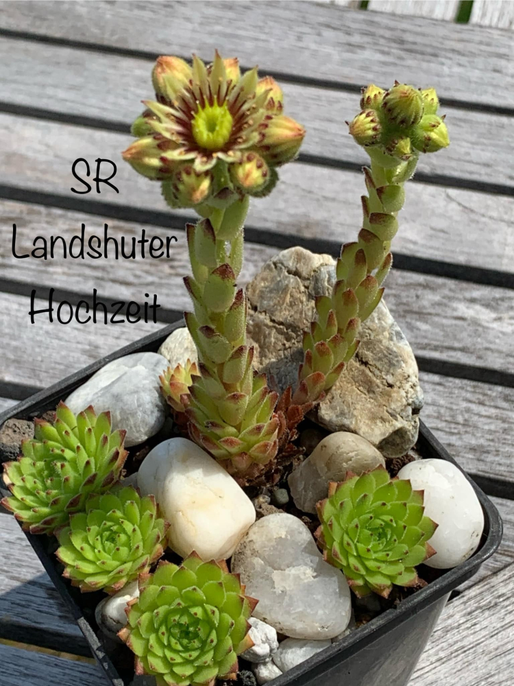 SR Landshuter Hochzeit (NNG)