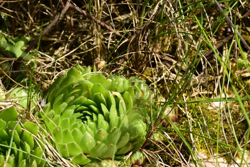 globiferum ssp. globiferum from Kocelovice