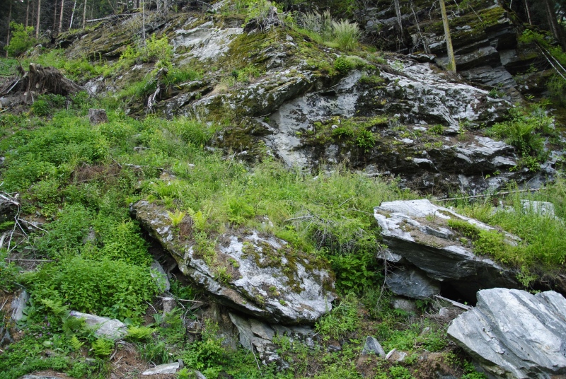 globiferum ssp. arenarium from Fallerhütte