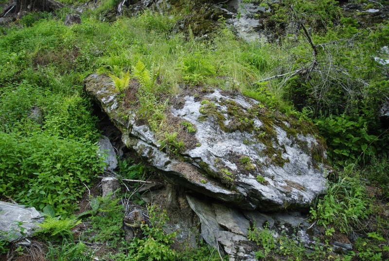 globiferum ssp. arenarium from Fallerhütte