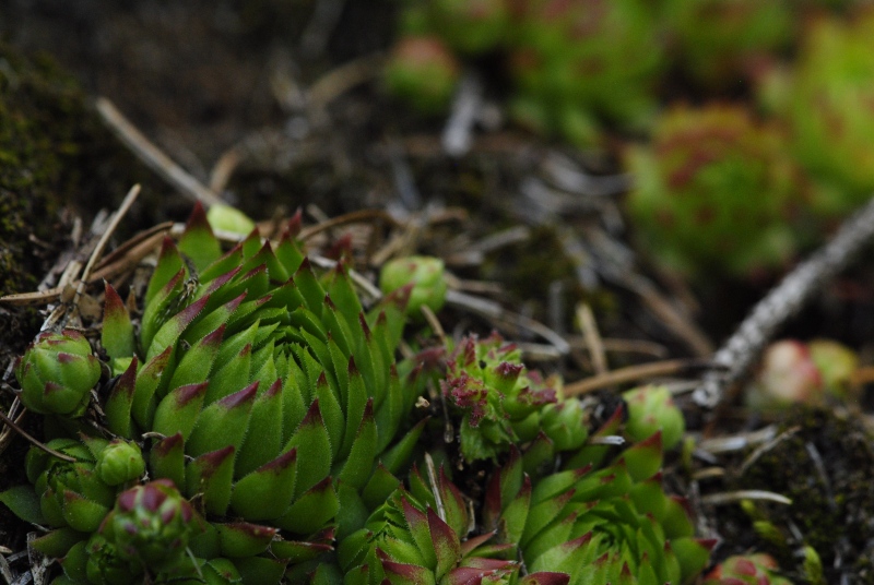 globiferum ssp. arenarium from Fallerhütte