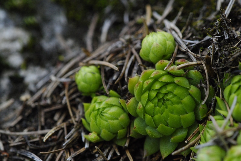 globiferum ssp. arenarium from Fallerhütte