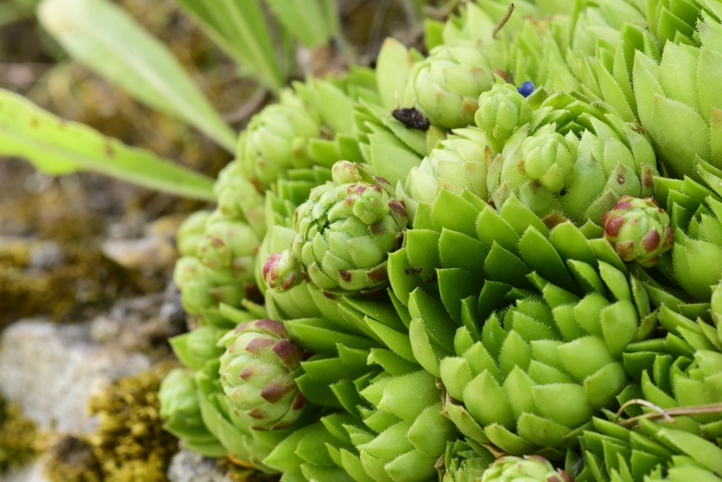 globiferum ssp. globiferum from Kocelovice