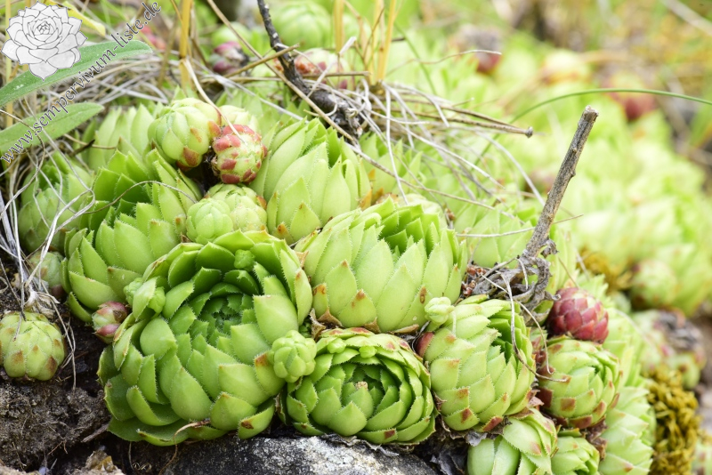 globiferum ssp. globiferum from Kocelovice