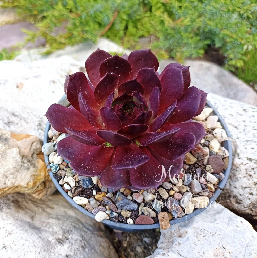 Cranberry (NNG)