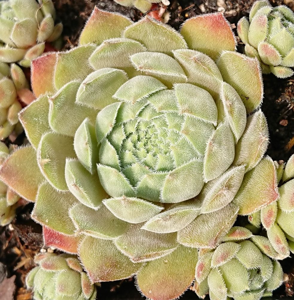 Korspelse Gallezou