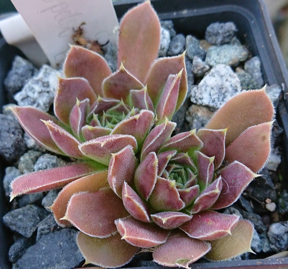Korspelse Gipsy Rose