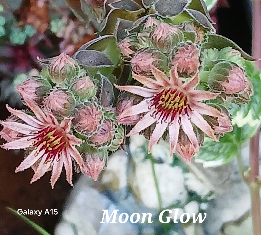 Moon Glow