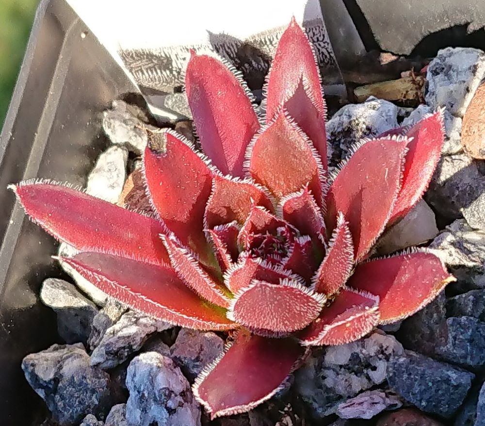 Purpurkonigin