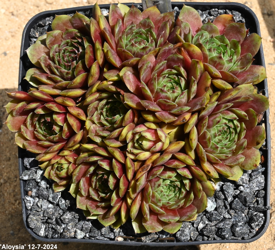 Aloysia