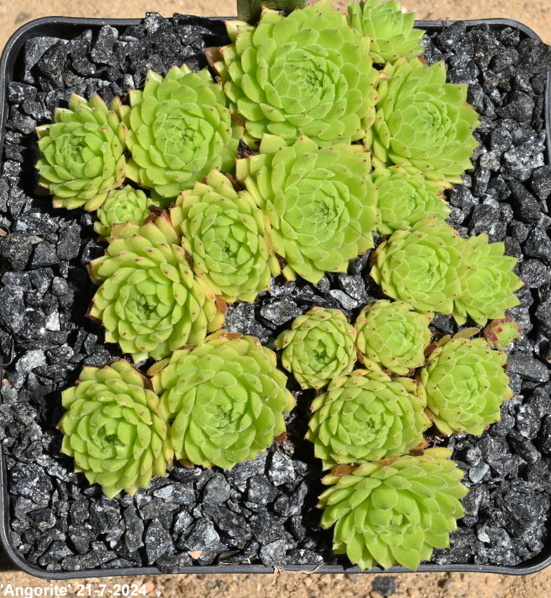 Angorite