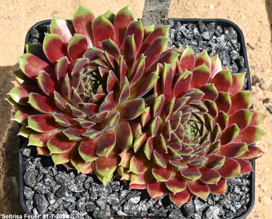 Seltrisa Feuer