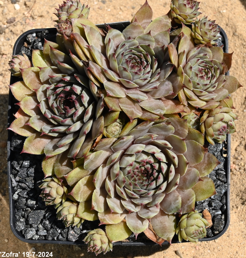 Zofra