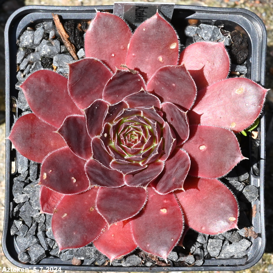Azteken / Jovi
