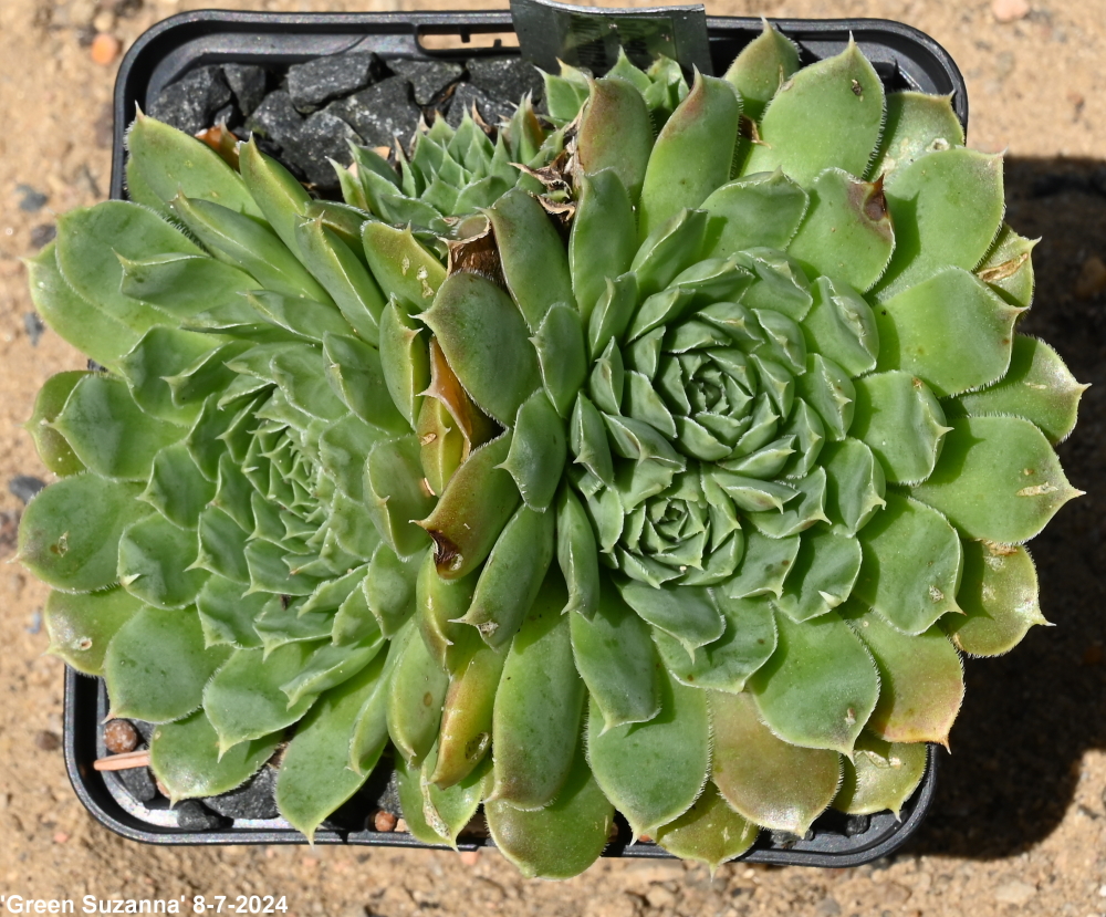 Green Suzanna / Jovi