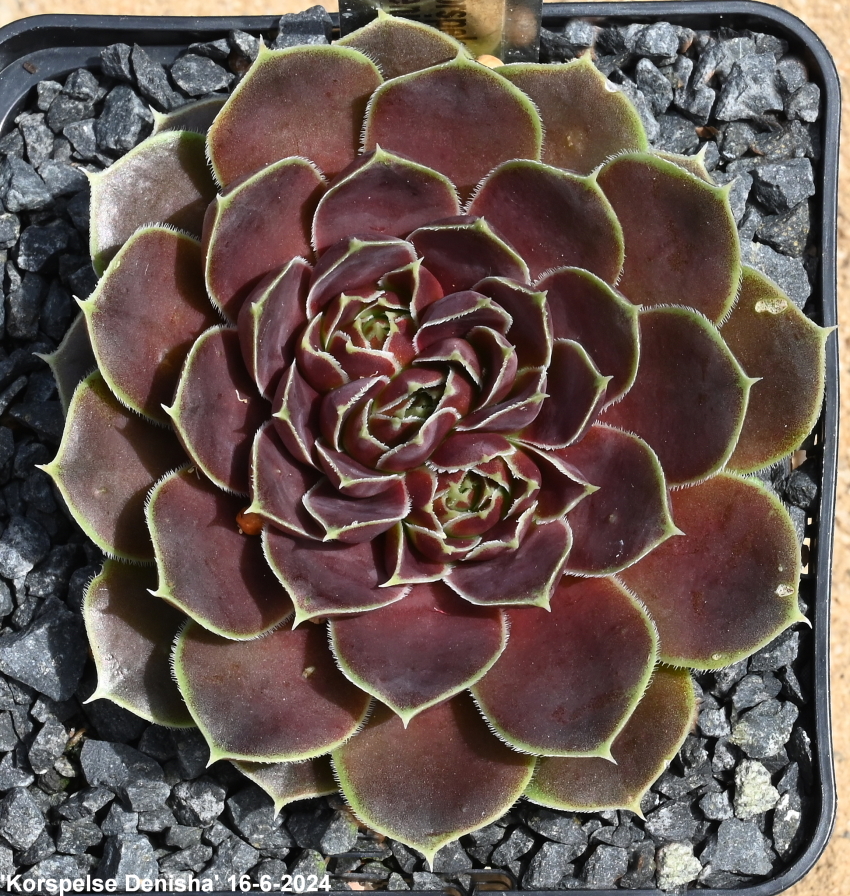 Korspelse Denisha / Jovi