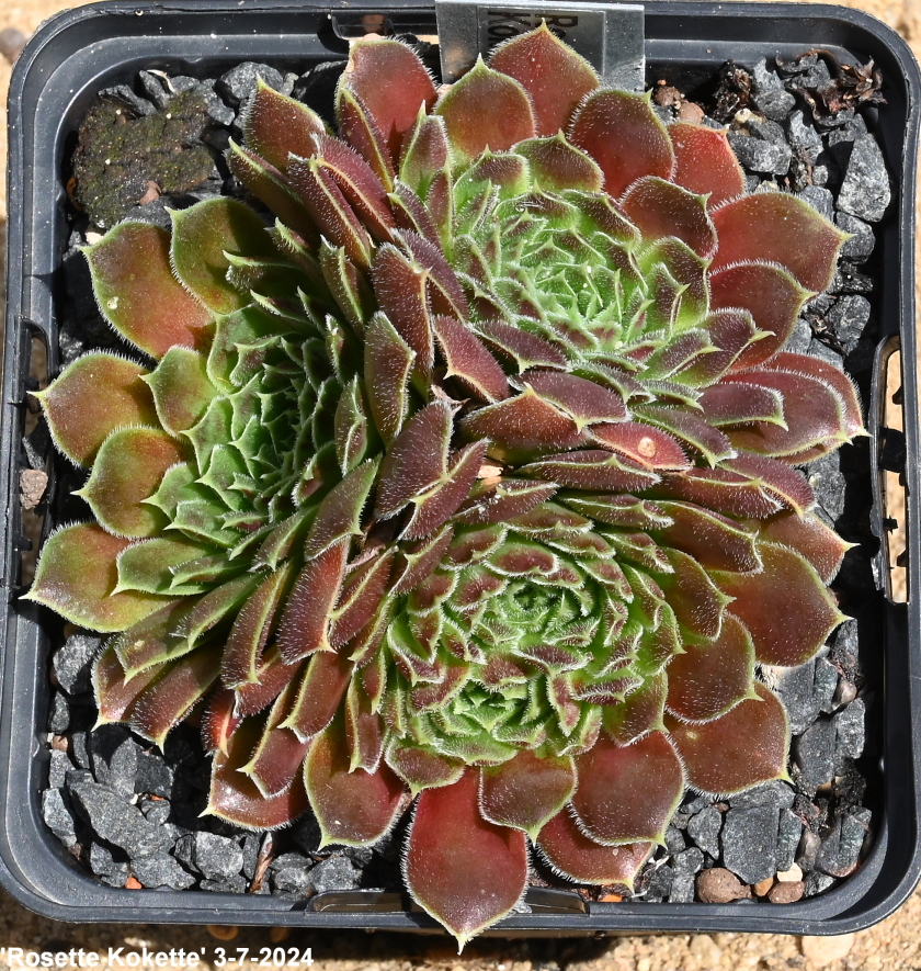 Rosette Kokette / Jovi