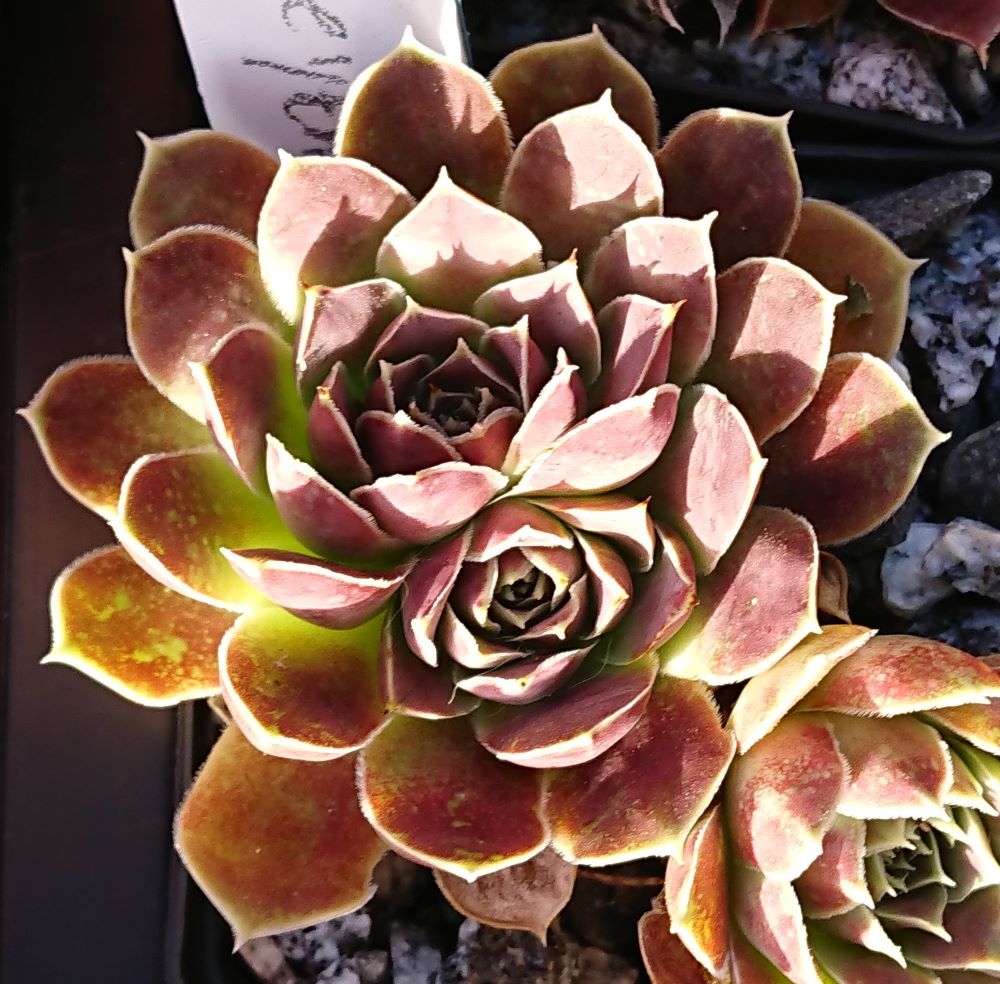 Zoeytken