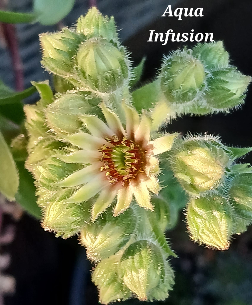 Aqua Infusion