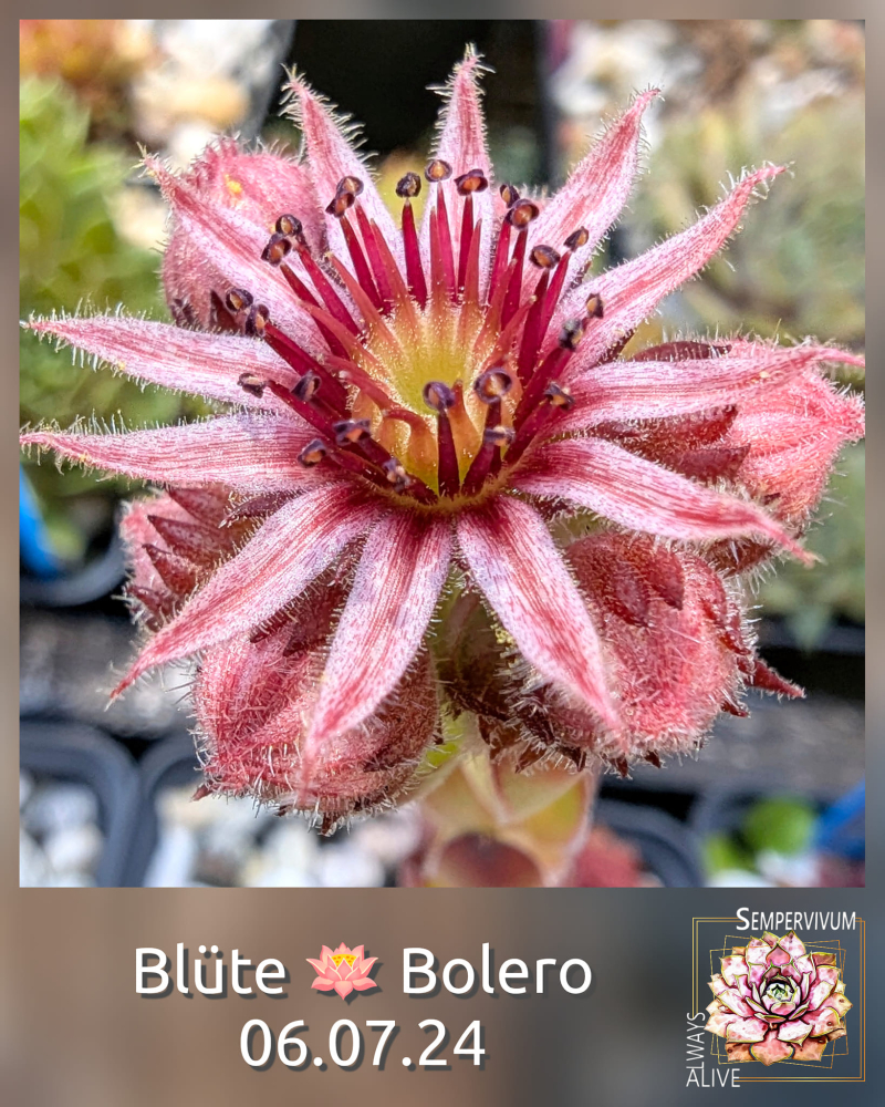 Boléro