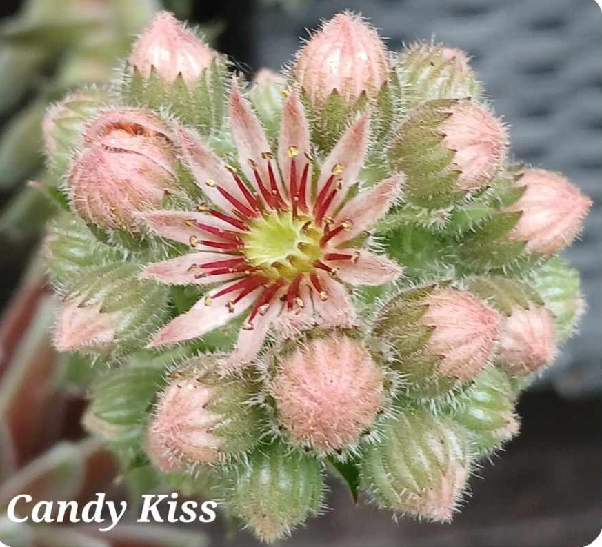 Candy Kiss