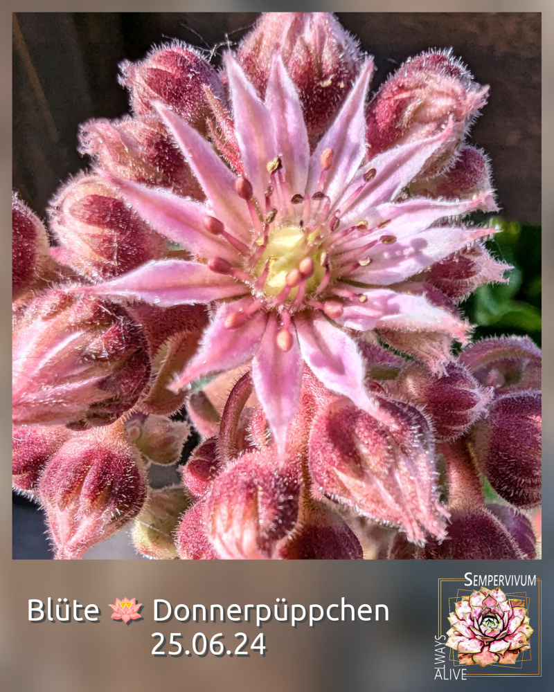 Donnerpüppchen