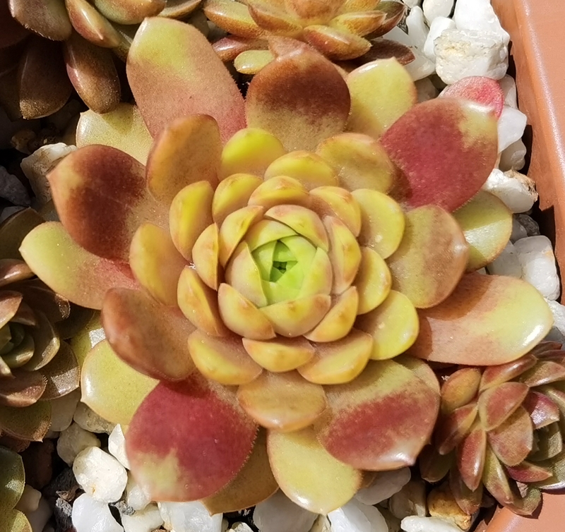 Harlekin Rockoon (NNG)