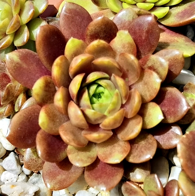 Harlekin Rockoon (NNG)