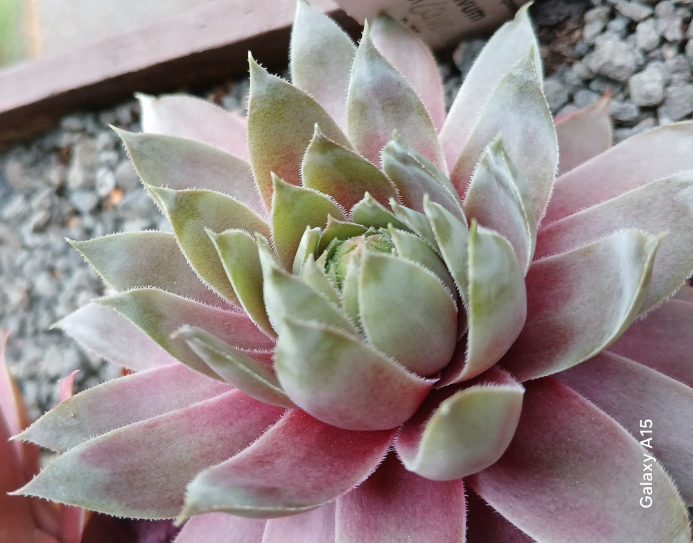 Lavender Ice (NNG)