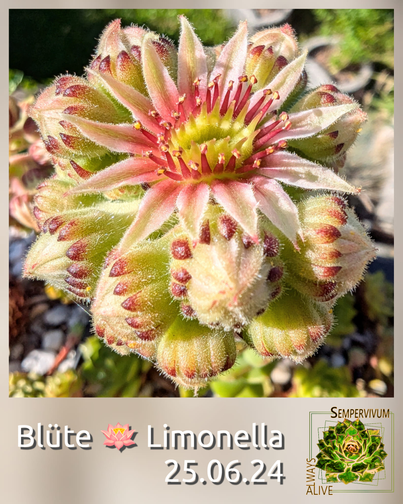 Limonella