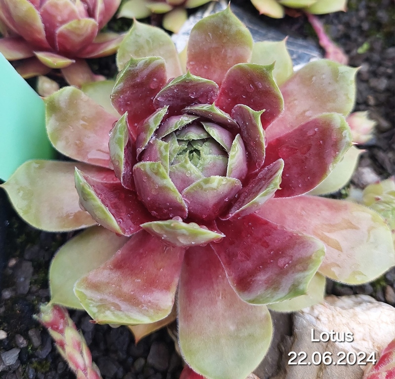 Lotus (NNG)