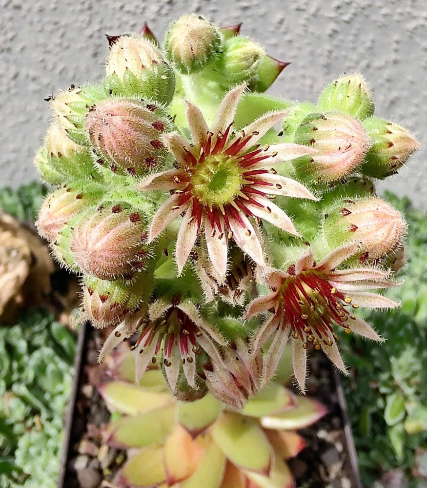 Melonensorbet